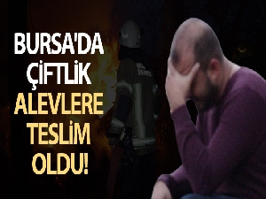 Bursa'da çiftlik alevlere teslim oldu...15 büyükbaş kurtarılamadı