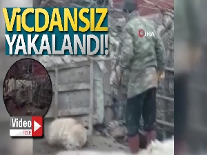 Köpeği döven şahıs polis tarafından yakalandı