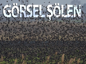 Sığırcık kuşlarından görsel şölen