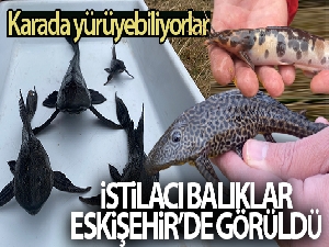 Suların kalitesini yok eden istilacı balıklar Eskişehir'de görüldü