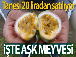 Çalıştığı otelin golf sahasında sera kurdu, 7 ay sonra 3 bin meyve aldı