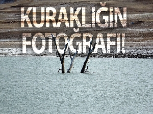 Ortaya çıkan ağaçlar, yaşanan kuraklığı ortaya koydu