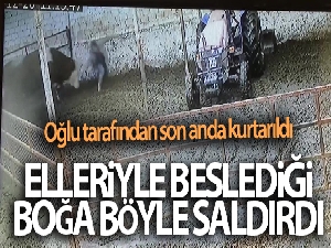 Sahibini kovalayan boğa bir darbede onu yere yıktı