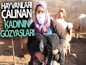 Hayvanları çalınan kadının gözyaşları