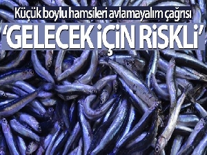 'Hamsi'nin erken yakalanması gelecek için riskli'