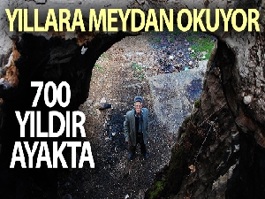 Antalya'da asırlara meydan okuyan 700 yıllık çınar