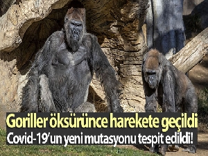 Koronavirüs ilk kez gorillerde tespit edildi