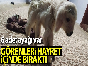 6 ayaklı dünyaya gelen kuzu görenleri hayretler içinde bıraktı