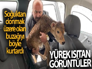 Soğuktan donmak üzere olan buzağıyı arabasına alarak kurtardı