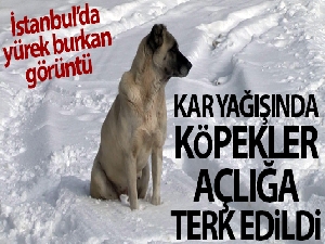 Sarıyer'de kar yağışında köpekler açlığa terk edildi