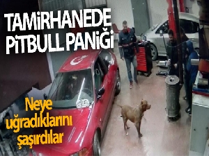 Tamirhanede pitbull paniği kamerada
