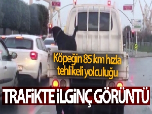 Köpeğin 85 km hızla kamyonet kasasındaki tehlikeli yolculuğu kamerada