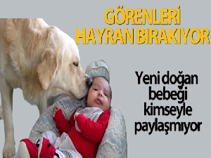 Köpek yeni doğan bebeği kimseyle paylaşmıyor