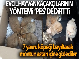Evcil hayvan kaçakçılarının yöntemi ‘pes' dedirtti