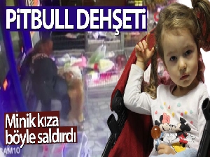 Pitbull cinsi köpek minik kıza böyle saldırdı