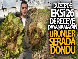 Düzce'de eksi 26 dereceye dayanamayan ürünler serada dondu