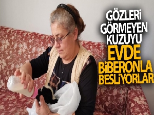 Gözleri görmeyen kuzuyu evde biberonla besliyorlar