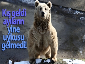Kış geldi, ayıların yine uykusu gelmedi