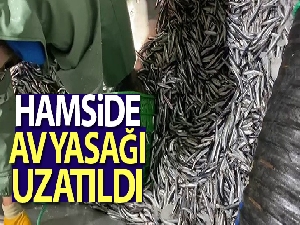 Hamsi avcılığına kısmi durdurma 7 Şubat'a kadar uzatıldı