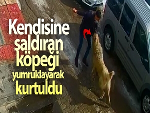 Kendisine saldıran köpeği yumruklayarak kurtuldu