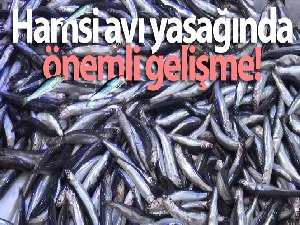 İstanbul'un doğusu ile Kocaeli sınırlarında ticari hamsi avcılığı yasağı kaldırıldı