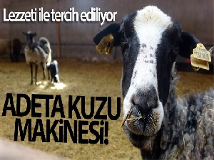 Adeta ‘Kuzu Makinesi', lezzeti ile tercih ediliyor