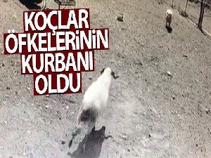 Kafa kafaya çarpışan koçlar öfkelerinin kurbanı oldu
