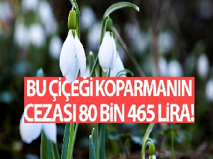 Bu çiçeği koparmanın cezası 80 bin 465 lira