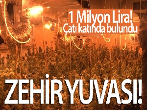 Avcılar'da narkotik operasyonu: 1 Milyon Liralık uyuşturucu serası bulundu