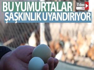 Şaşkınlık uyandıran mavi ve yeşil renkli yumurtalar