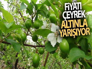 Yeşil eriğin fiyatı çeyrek altınla yarışıyor