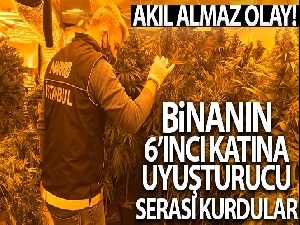 Bakırköy'de 6. kattaki Hint keneviri serasına operasyon: 1 gözaltı