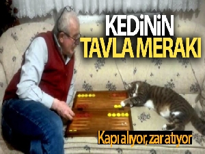 Kedinin tavla merakı