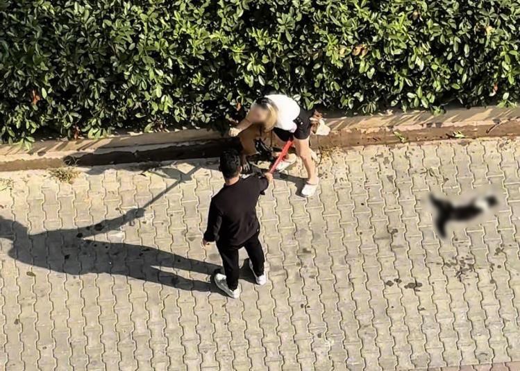 adana-da-kediyi-parcalayan-pitbullun-sahibine-95-bin-lira-ceza