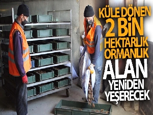 Küle dönen 2 bin hektarlık ormanlık alan yeniden yeşerecek