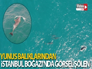 Yunus balıklarından İstanbul Boğazı'nda görsel şölen