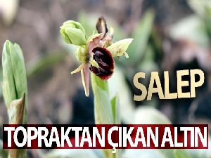 Topraktan çıkan altın: “Salep”