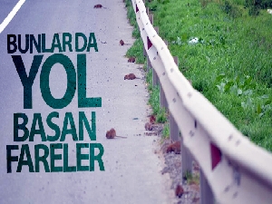 Bunlar da yol basan fareler