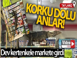 Dev kertenkele girdiği markette paniğe neden oldu