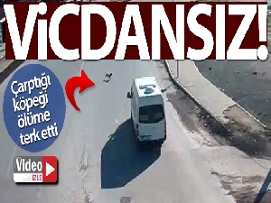 Çarptığı köpeği ölüme terk etti