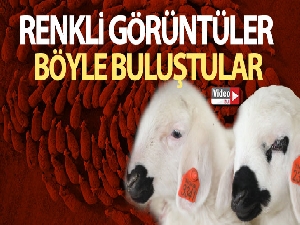 Yüzlerce kuzu anneleriyle buluştu, o anlar renkli görüntüler oluşturdu