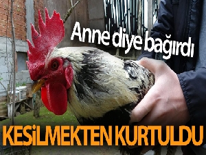 ‘Anne' diye bağırdı, kesilmekten kurtuldu