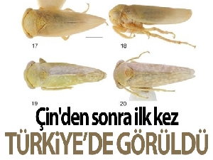 Bu böcek dünyada ikinci, Türkiye'de ilk defa Elazığ'da görüldü