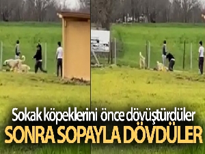 Sokak köpeklerini önce dövüştürdüler, sonra sopayla dövdüler