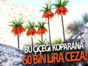 Bu çiçeği koparana 60 bin lira ceza