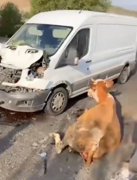 minibusun-carptigi-inekler-son-anda-kesildi