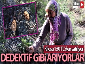 Dedektif gibi mantar arıyorlar, kilosunu 150 TL'den satıyorlar