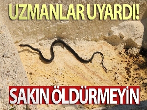 Kuşadası'nda görülen yılanlarla ilgili uzmanlar uyardı; 'Zehirli değiller, öldürmeyin'