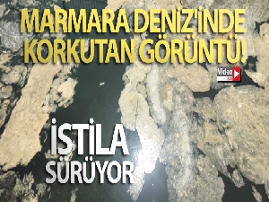 Marmara Deniz'inde 'deniz salyası' istilası sürüyor