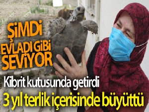 Kibrit kutusunda getirdi, 3 yıl terlik içerisinde büyüttü, şimdi evladı gibi seviyor